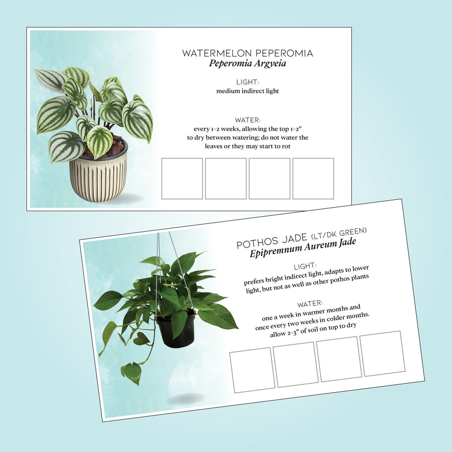 pothos care card Plant Care Cards Set