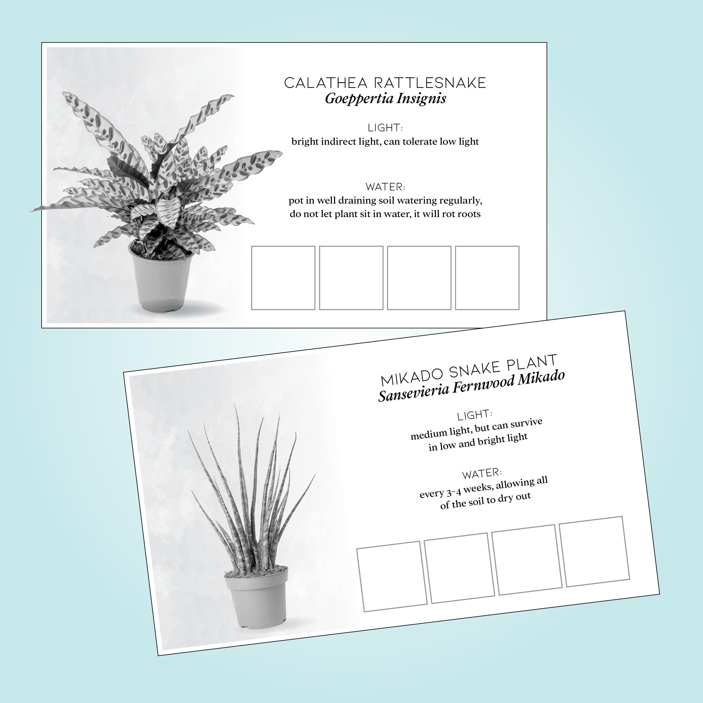 pothos care card Plant Care Cards Set